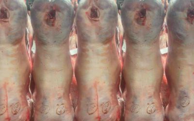 lamb-1